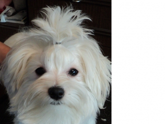 Северная Орхидея Нарико