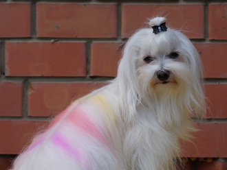 Severnaya Orhideya Tropikana