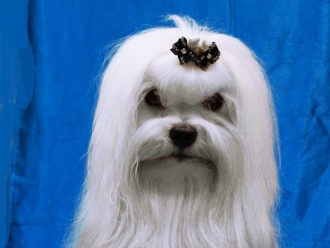 Лунный Танцор Центурион