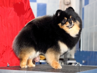 Мэджик Долл Рэдди Рей