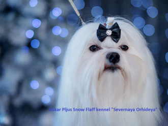 Oskar Plus Snow Flaff