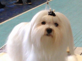 Severnaya Orhideya Yarkaya Zvezdochka