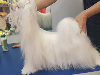 Severnaya Orhideya Yamayka Katrin