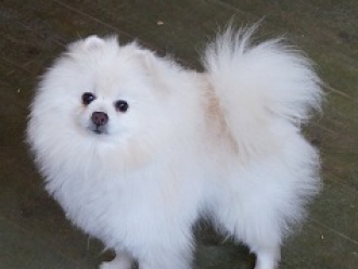 Саnton White Sahib