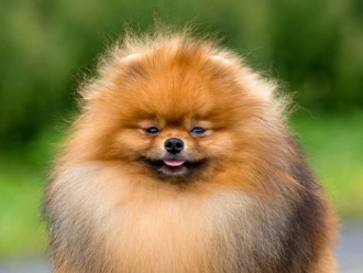 Sha-Ma-Ni Star You Universal Winner