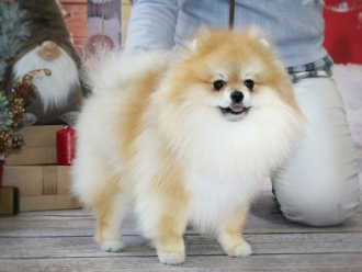 Sha-Ma-Ni Star Leopold