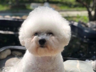 SEVERNAYA ORHIDEYA DOMINIKA KETTY