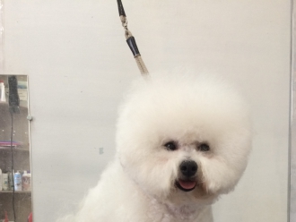 SEVERNAYA ORHIDEYA EVANGELINA