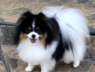 DREAMTEAM  SAMSEE импорт Таиланд