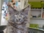 котик давно продан котенок мейн-куна голубого окраса - котик, очень крупный с настоящим тяжелым мейн-кунским взглядом от породных родителей Чемпионов, котенок с родословной рождения 23 июля 2015 г, будет украшением дома и другом на долгие годы для всех домочадцев