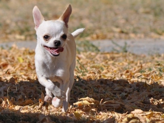 Чихуахуа названа самой разрушительной породой собак
