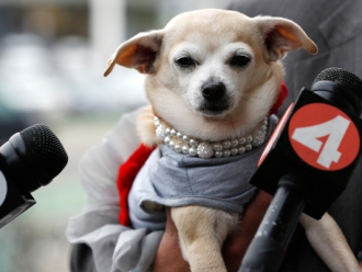 Мэром Сан-Франциско на сутки стала собака Фрида