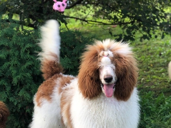 Пудель Poodle