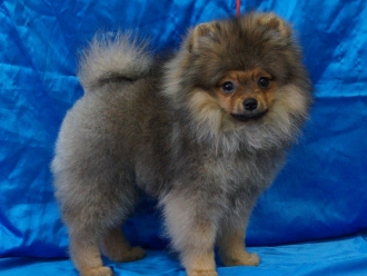 Ормон Де Борн