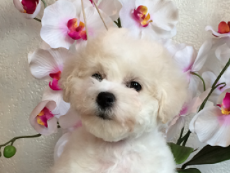 Северная Орхидея Шарлиз