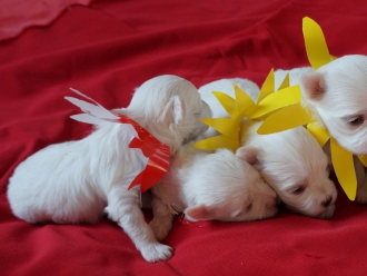 Помет 18 сентября