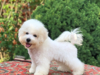 Severnaya Orhideya Niagara Taffy продана на Мальту