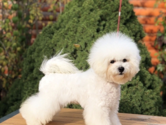 Severnaya Orhideya Mirka