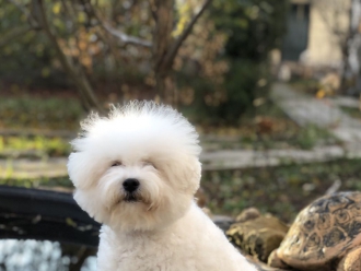 SEVERNAYA ORHIDEYA MIRANDA (click here) SOLD