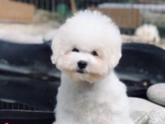 SEVERNAYA ORHIDEYA YAMAIA (click here)