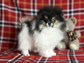 ФАИНА