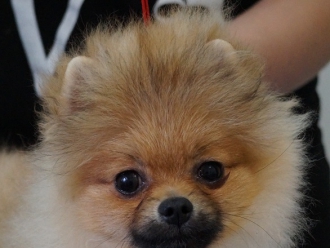 Северная Орхидея О Дульсинея