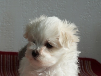 Северная Орхидея Яся Лаура