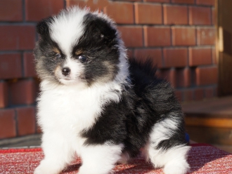 Северная Орхидея Юстас