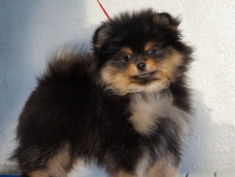 Северная Орхидея Юкос и С.О. Южное Солнце Софи