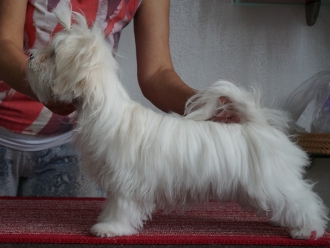 Северная Орхидея Яся Лаура, Яркая Звездочка, Ямайка Катрин, Ясное Солнышко смотрите видео, листайте дальше