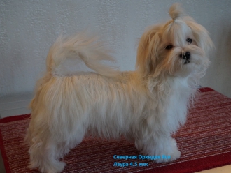 Северная Орхидея Яся Лаура (жми на фото)