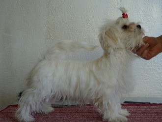 Северная Орхидея Ямайка Катрин