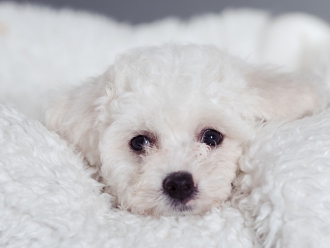 помет литера Е