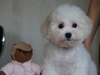 Северная Орхидея Елистина Бьюти