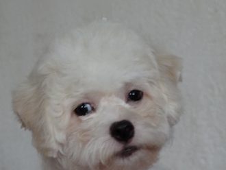 Северная Орхидея Евангелина