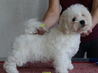 Северная Орхидея Енжел Айс