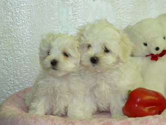 Мишель  Severnaya Orhideya Mishel