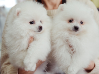 Помет литера Р