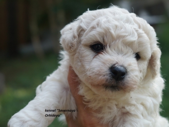 Severnaya Orhideya White Angel