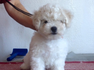 Severnaya Orhideya Uragan