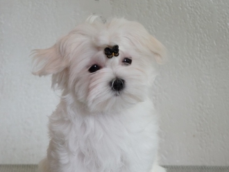 Северная Орхидея Лора Крафт