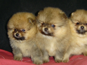 Вулкан Страсти и Вестерн Юнион