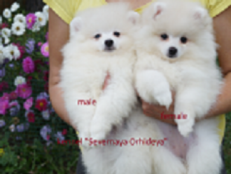 Бимба иБьянка