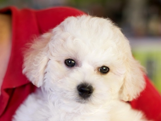 Кассандра Моир