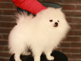 Северная Орхидея Шир Дэвил